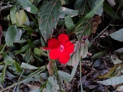 Episcia