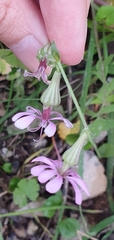 Silene colorata image