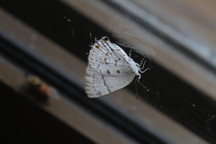 Tmolus echion echiolus