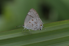 Tmolus echion echiolus