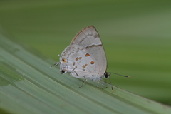 Tmolus echion echiolus