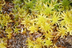 Sphagnum truncatum