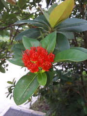 Xanthostemon youngii