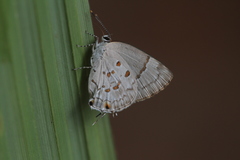 Tmolus echion echiolus
