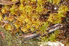 Sphagnum truncatum