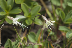 Silene saxatilis