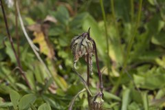 Campanula tridentata biebersteiniana