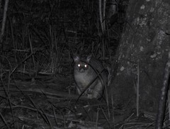 Trichosurus vulpecula