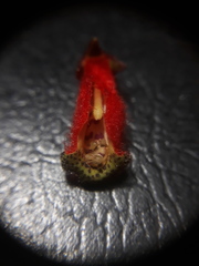 Kohleria stuebeliana