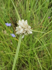 Cyperus niveus leucocephalus