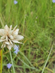 Cyperus niveus leucocephalus