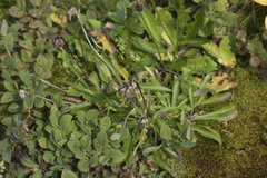 Campanula tridentata biebersteiniana