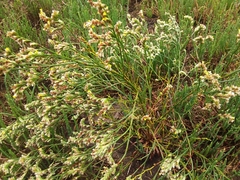 Limonium australe