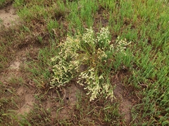 Limonium australe