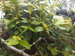 Notothixos subaureus