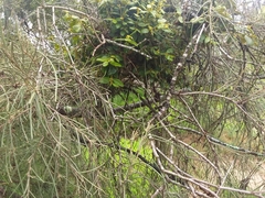 Notothixos subaureus