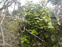 Notothixos subaureus