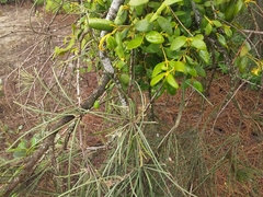 Notothixos subaureus