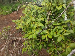 Notothixos subaureus