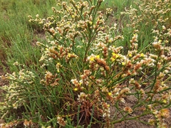 Limonium australe