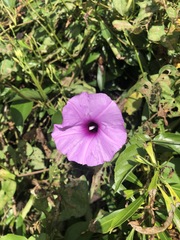 Ipomoea splendor-sylvae
