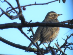 Turdus iliacus