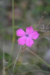 Dianthus tarentinus