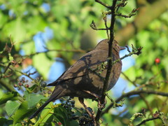 Turdus merula