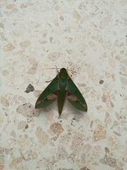 Xylophanes chiron