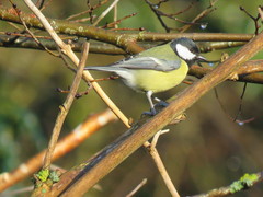 Parus major