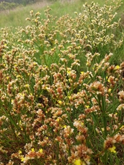 Limonium australe