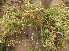 Limonium australe