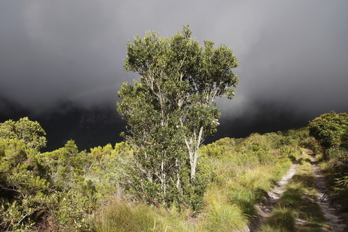 Olea capensis