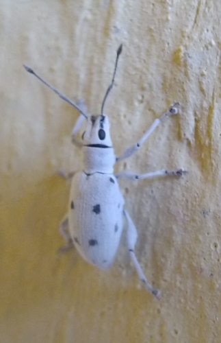 Myllocerus undecimpustulatus undatus
