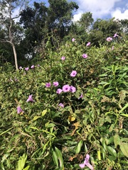 Ipomoea splendor-sylvae