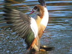 Alopochen aegyptiaca