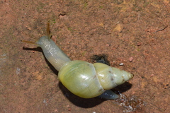 Drymaeus interpunctus