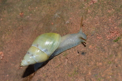Drymaeus interpunctus