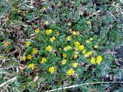 Potentilla elegans