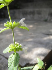 Leucas decemdentata