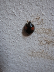 Harmonia axyridis