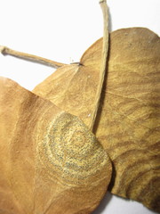 Phyllosticta concentrica