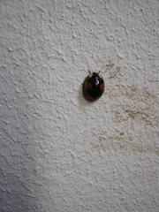 Harmonia axyridis