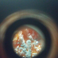 Penicillium italicum