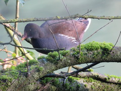 Gallinula chloropus
