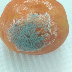 Penicillium italicum