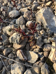 Sedum microcarpum