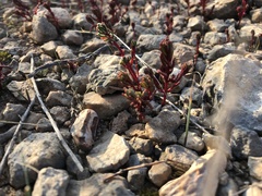 Sedum microcarpum