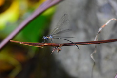 Argiolestidae