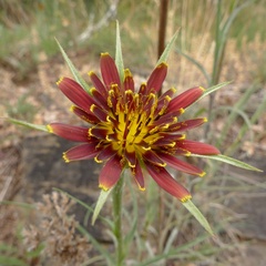 Tragopogon crocifolius